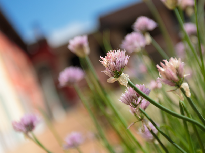 Cascina Ghisolfi Pugnane