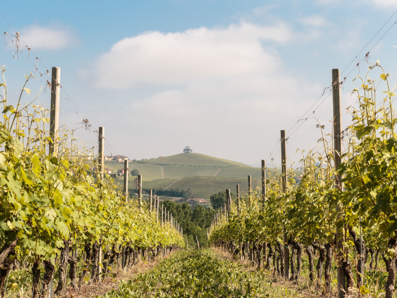 Cascina Ghisolfi Pugnane