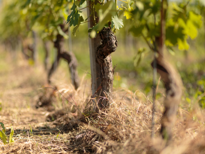 Cascina Ghisolfi Pugnane