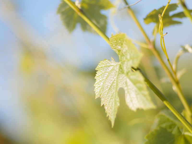 Cascina Ghisolfi Pugnane